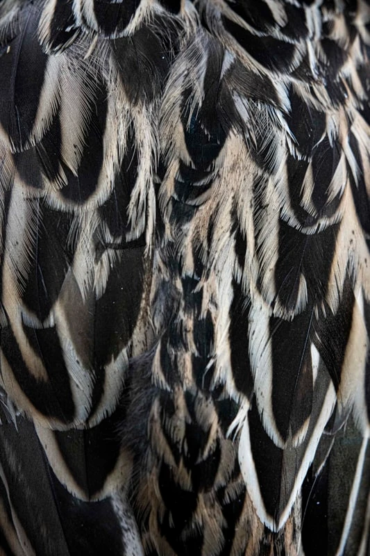 Close-up de plumes — série Wild Care