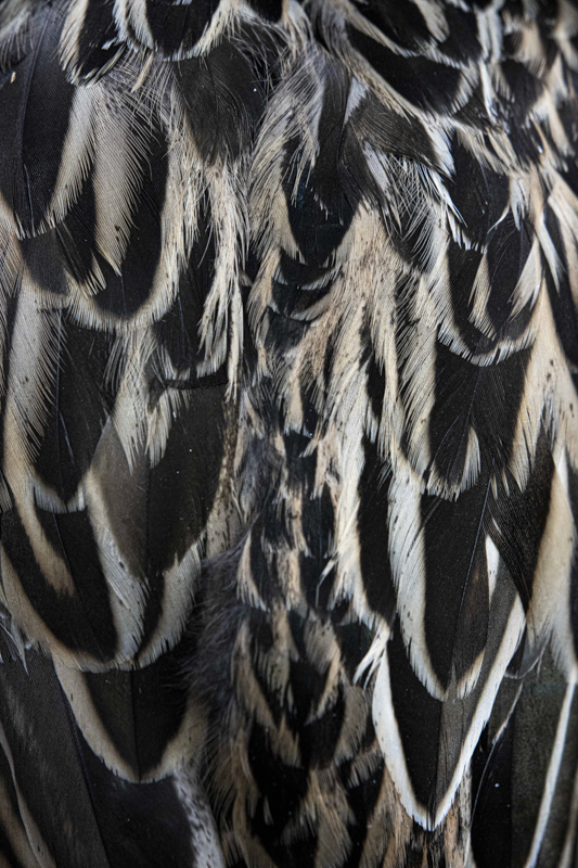 Wild Care - Close up sur des plumes de canne
